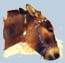 We on Greece love Donkeys :-) 